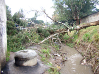 Chuva e vento derrubam árvores no Pinheirinho