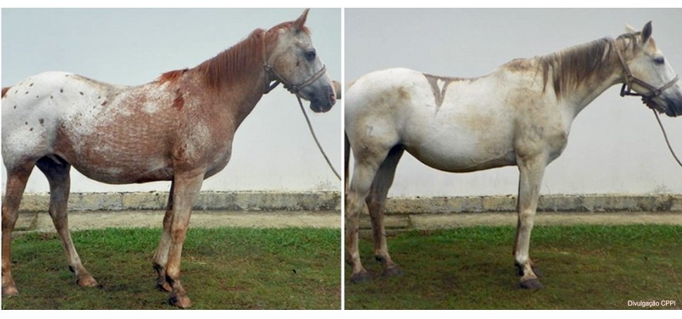 Dois cavalos usados para a produção de soro são roubados do Estado