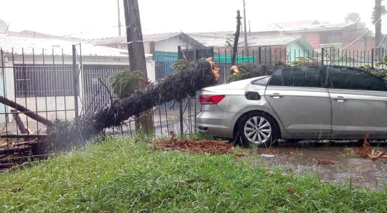 Tempestade derruba pinheiro que destrói carro no Xapinhal