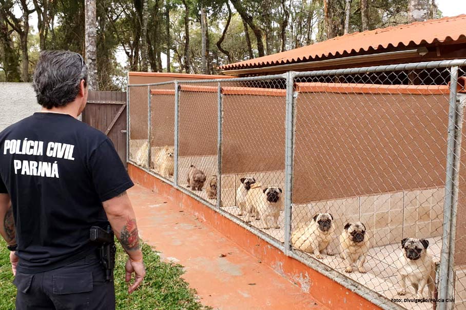 Polícia prende donos de rede de pet shops por golpes e maus-tratos