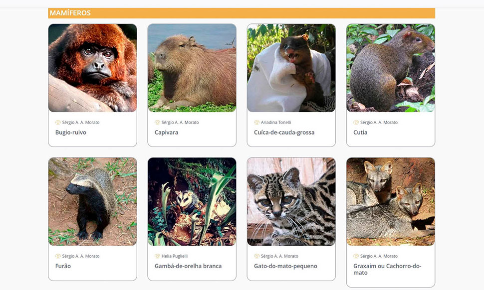 Curitiba ganha catálogo virtual da sua fauna silvestre