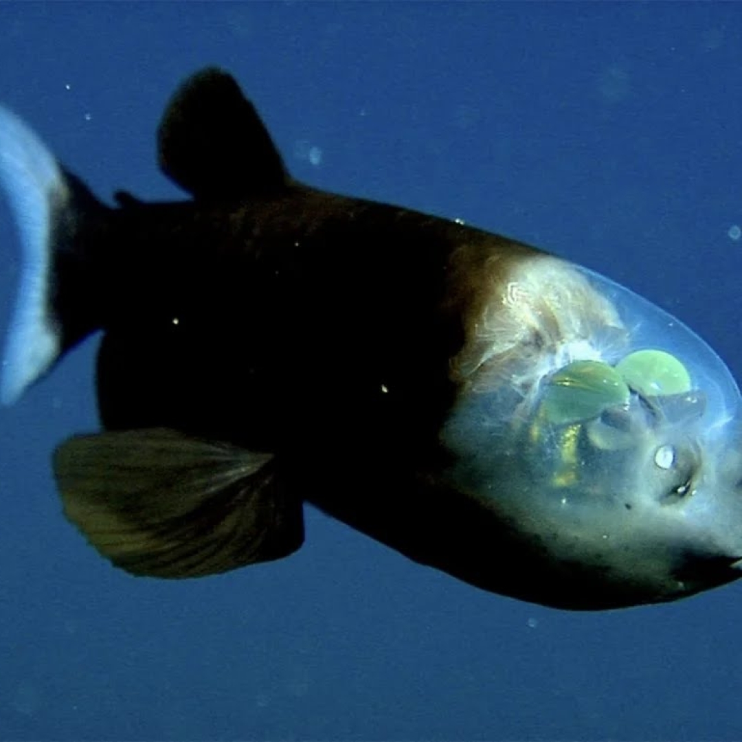 Peixe com cabeça transparente