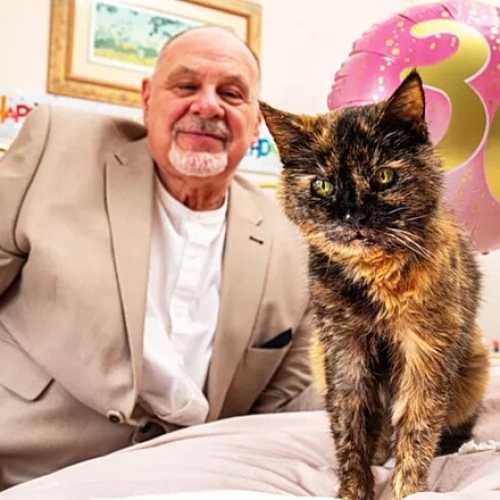 Gato britânico completa 30 anos