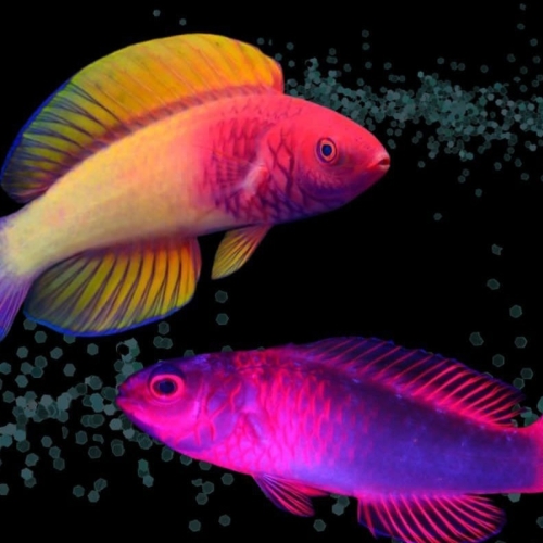 Peixe Rosa é Descoberto nas Maldivas