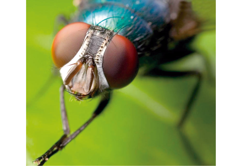 Conheça mais a vida da mosca