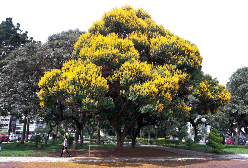 As flores do verão de Curitiba