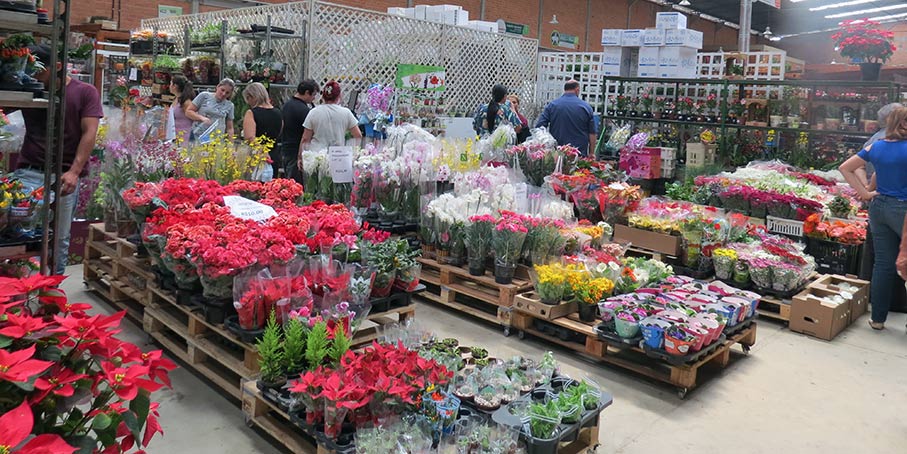 Feira de Flores mobiliza a Ceasa Curitiba