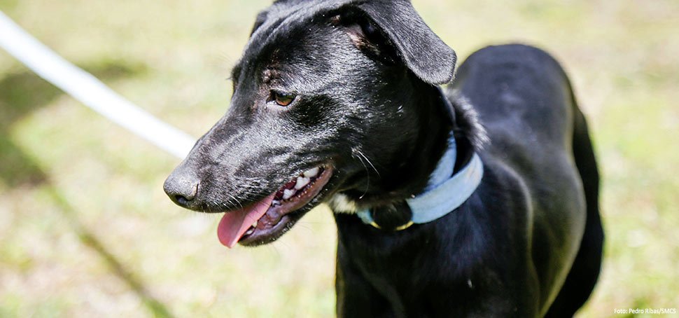 Sábado é dia de celebrar a lealdade dos cães e adotar um bichinho