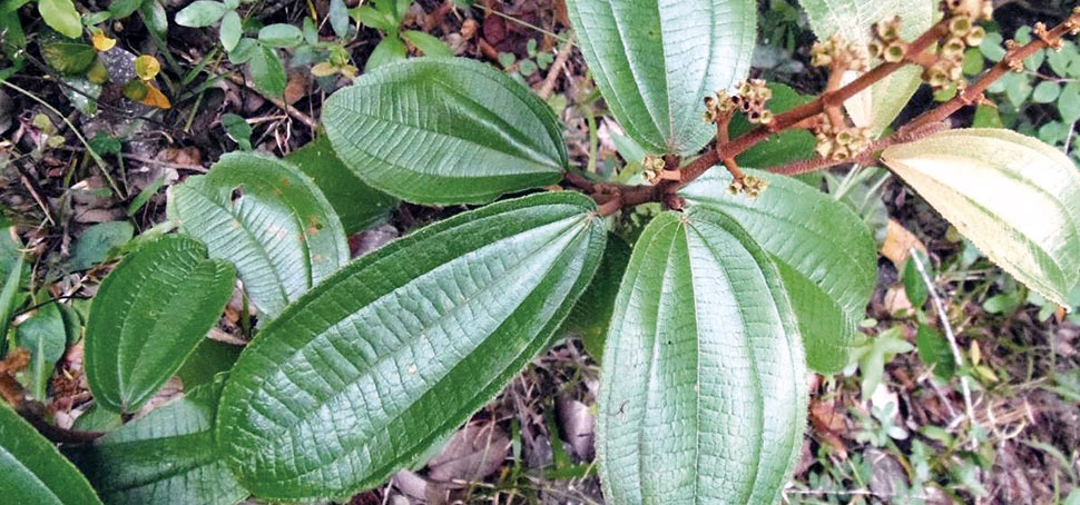 Canela de Velho: A planta medicinal milagrosa para artrose