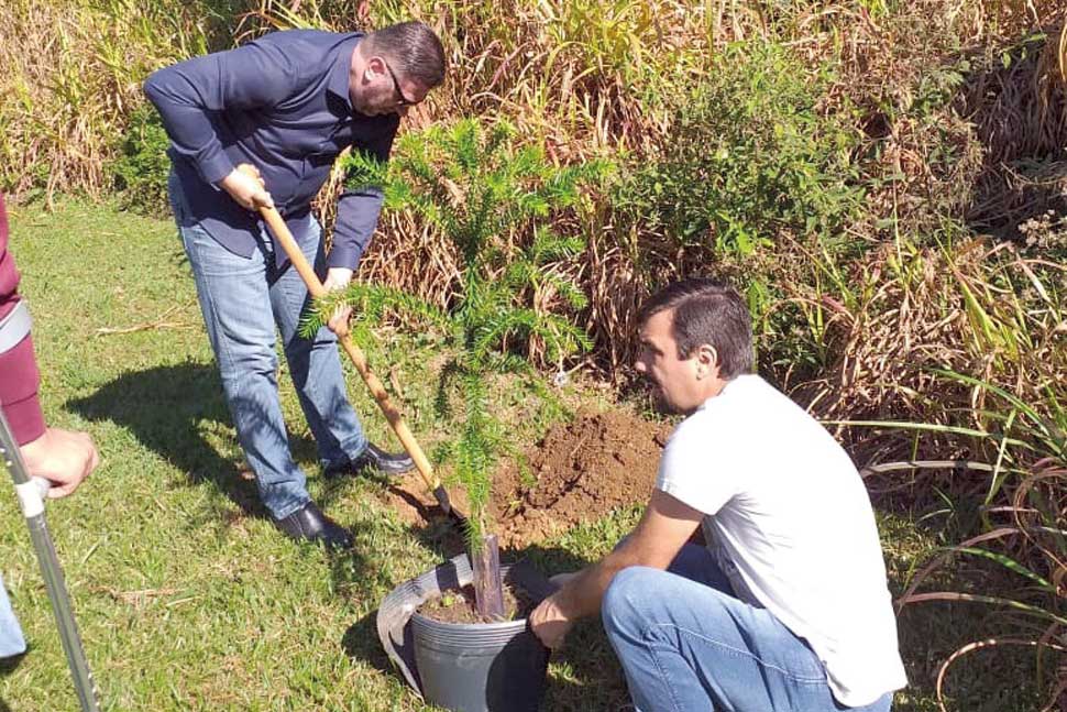 Praça Zumbi dos Palmares ganha 20 mudas de araucária