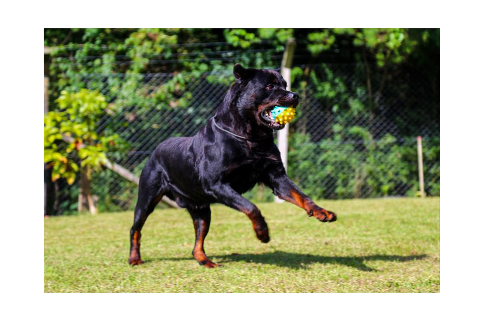 Veterinária da Rede traz dicas para manter pets saudáveis e felizes no isolamento