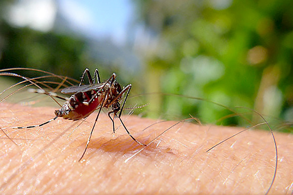 Paraná alerta com a presença do Zica vírus