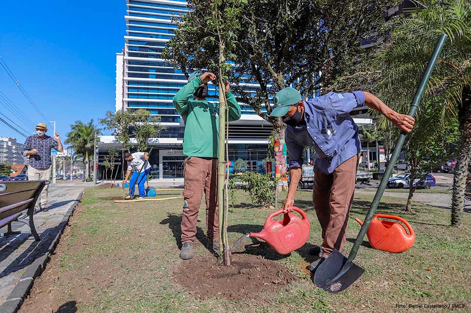 Curitiba atinge meta de plantio de 100 mil árvores antes do prazo