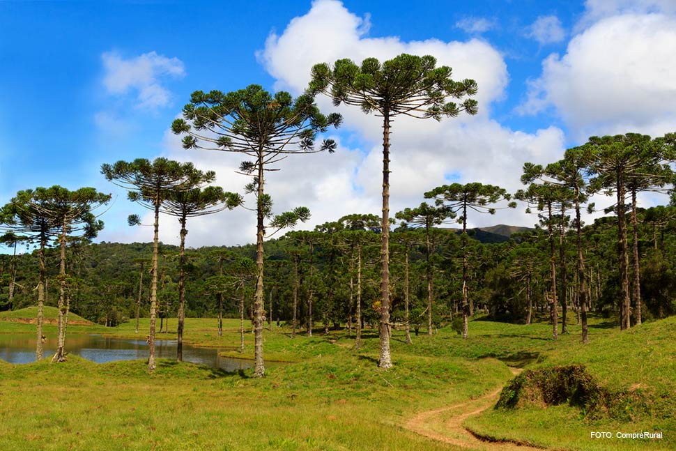 Paraná inicia produção em escala dos pinheiros precoces e super produtivos