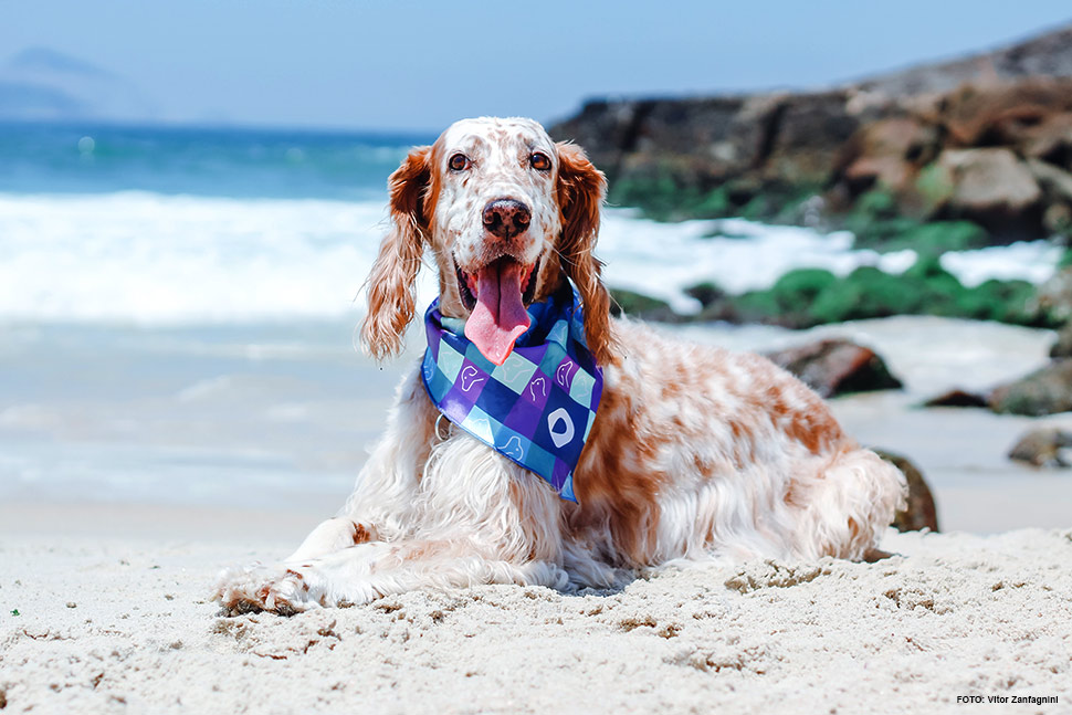 Novembro Azul: prevenção também vale para pets