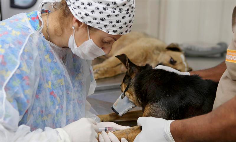 Agenda para castrações gratuitas de cães e gatos abre na próxima quinta