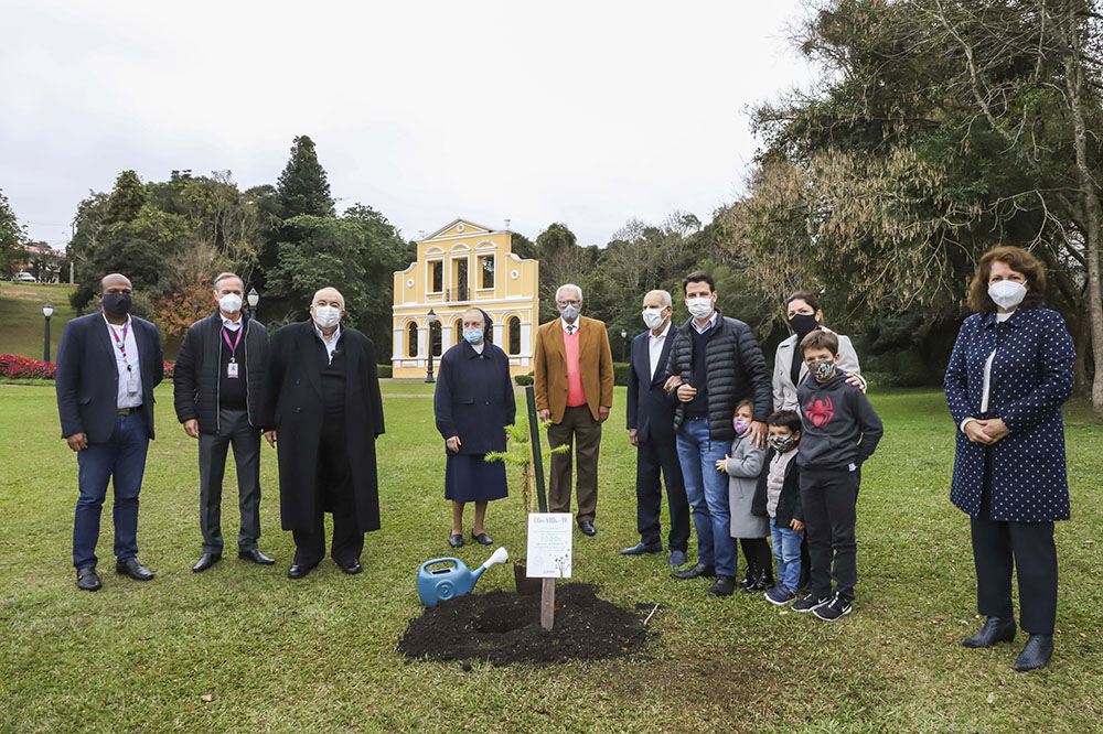 Araucárias celebram a vida dos sobreviventes da covid