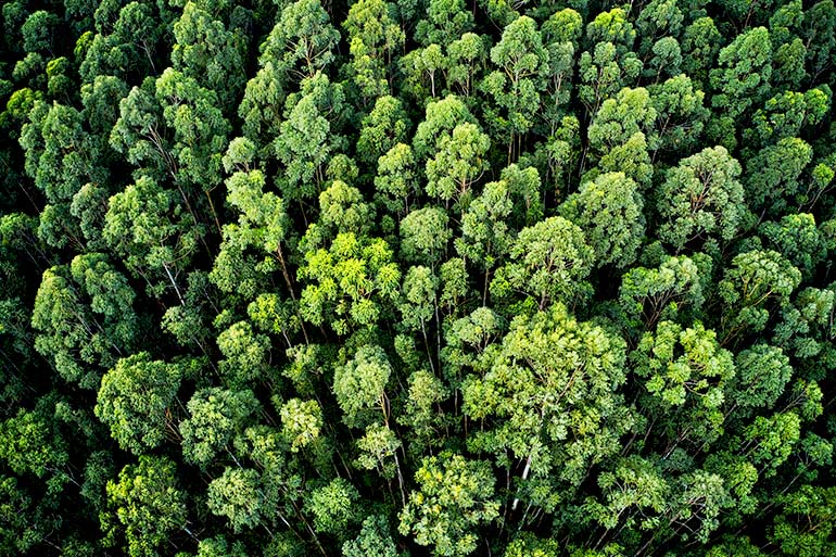 Volkswagen aumenta áreas de preservação ambiental em suas fábricas