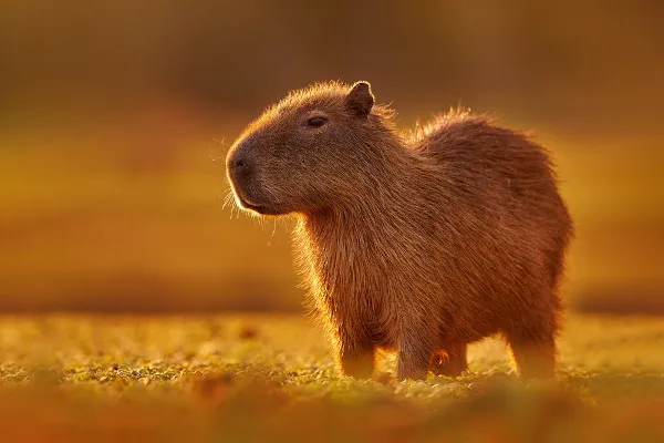 Capivara morta a tiros no Parque Barigui