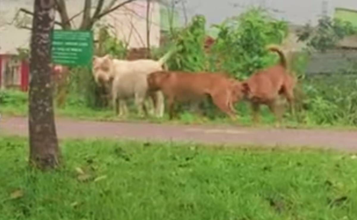 Alerta: Cachorros da raça pitbull soltos nas ruas da CIC de Curitiba