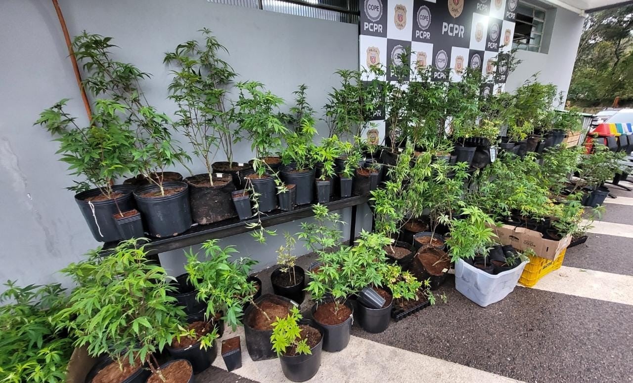 Casa de alto padrão em Curitiba é descoberta como fábrica de maconha pela Polícia Civil