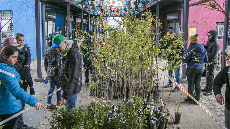 Distribuição gratuita de mudas de árvores em Curitiba: Participe e ajude a cidade a se tornar mais verde!