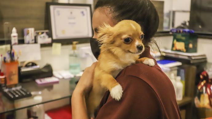 Mutirão de castração gratuita de animais disponível para moradores da Regional Bairro Novo em outubro