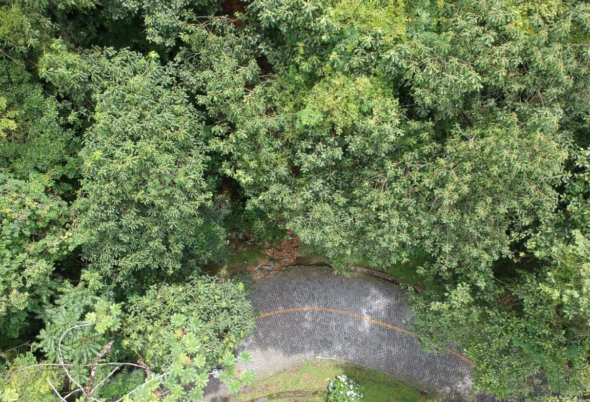 Trânsito em meia pista na Estrada da Graciosa: obras de recuperação avançam