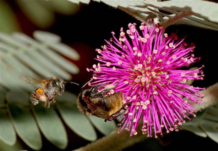Primavera Doce incentiva a produção e o consumo de produtos de abelhas nativas