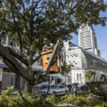 Trânsito na rua Inácio Lustosa sofre alteração para poda de árvores