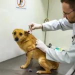 Curitiba realiza agendamento para castração gratuita de cães e gatos; veja como participar