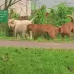 Flagra! Leitor registra pitbulls soltos perambulando por Curitiba