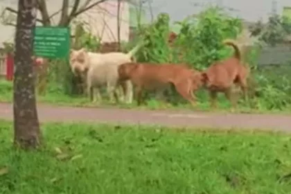 Flagra! Leitor registra pitbulls soltos perambulando por Curitiba