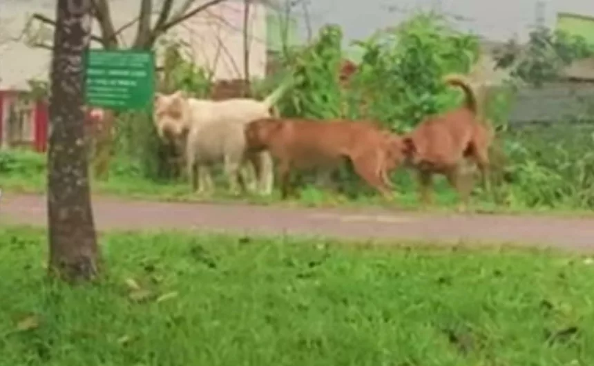 Flagra! Leitor registra pitbulls soltos perambulando por Curitiba
