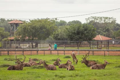 Zoológico Municipal de Curitiba: Um encontro com a natureza