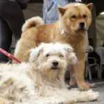 Prefeitura de Curitiba abre agendamentos para castração de cães e gatos na Regional Bairro Novo