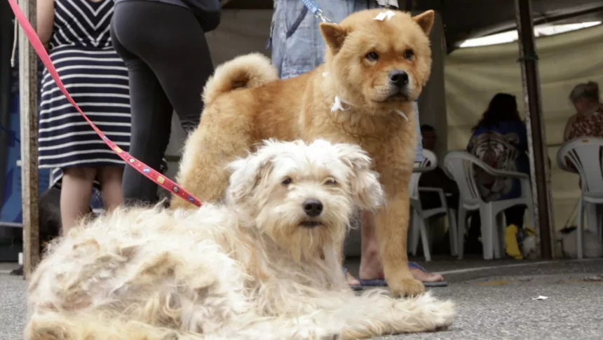 Prefeitura de Curitiba abre agendamentos para castração de cães e gatos na Regional Bairro Novo