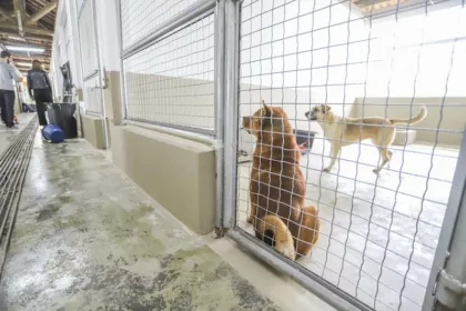 Reforma no Centro de Referência vai garantir mais espaço para cães e gatos resgatados em Curitiba