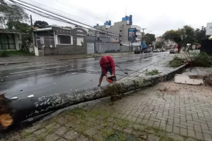 Chuvarada: em menos de um dia, Curitiba registra mais de 50 quedas de árvores e galhos | Paraná