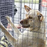 Mercado Municipal Capão Raso terá evento de adoção gratuita de cães neste sábado | CGN