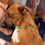 Vídeo emocionante mostra reação de cadela após não ser adotada em feira e comove internautas; VEJA – Click Xaxim